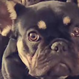 Bubs - French Bulldog