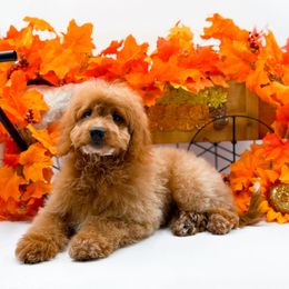 Kane - Apricot male Goldendoodle puppy in North Carolina from NC Doodle Puppies