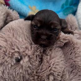 Brownie - Gold male Shihpoo puppy in Denver, Colorado from Angel babies