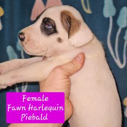 Fawn Harlequin Piebald Female 1 - Harlequin female Great Dane puppy in Biscoe, North Carolina from Clouser's Bodacious Danes