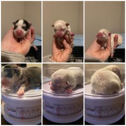 Pomsky Puppies from Sunshine Pomsky