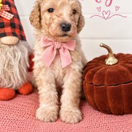 Angel(Pink) - Cream female Poodle puppy in Stuart Fl, Florida from Lincoln & Lady Co.