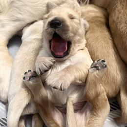 Golden Retriever Puppies from Golden Bunns Retrievers