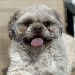 Dodger - Shih Tzu