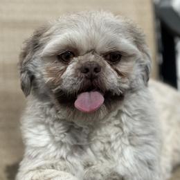 Dodger - Shih Tzu
