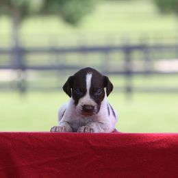 Girl 2 - Liver and white female German Wirehaired Pointer puppy in Reddick, Florida from Afterhours German Wirehaired Pointers and Basset Fauve de Bretagne