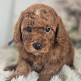 Donald - Red  male Goldendoodle puppy in Newdale, Idaho from Canyon Creek Puppies