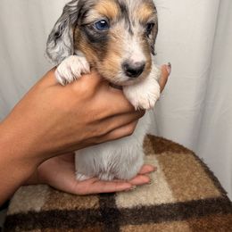 Begonia - Dapple female Dachshund puppy in Santa Rosa, California from Signatures Mini Dachshunds