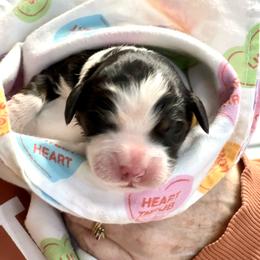 Bernedoodle Puppies from VidaDoodle