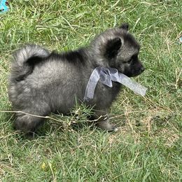 Keeshond Puppies from Kozy Keeshonden
