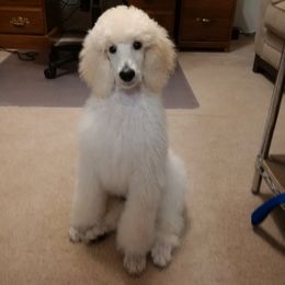 Poodle Puppies from Magnificent Standards