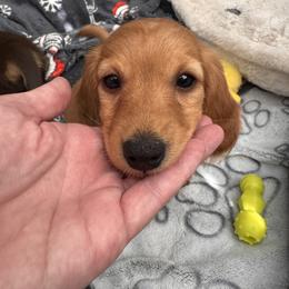 Dachshund Puppies from Bigony Family Dachshund’s