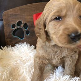 Goldendoodle Puppies from Carefree Goldendoodles
