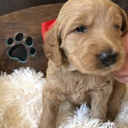 Goldendoodle Puppies from Carefree Goldendoodles