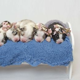 Australian Shepherd Puppies from Saddle Peak Aussies