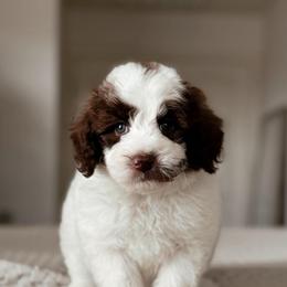 Cobbler - Brown and white male Bernedoodle puppy in Maricopa, Arizona from Desert Ridge Doodles