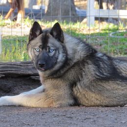 Tika - Siberian Husky