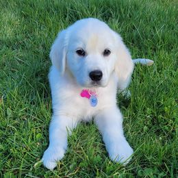 Golden Retrievers from Wildcat Hollow Goldens