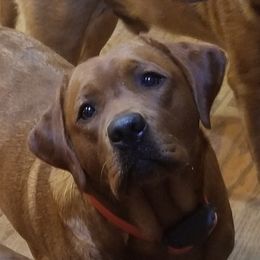 Piper  - Labrador Retriever