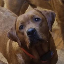 Piper  - Labrador Retriever