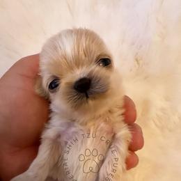 Macadamia aka PEANUT - Cream and white female Shih Tzu puppy in Tehachapi, California from Shih Tzu Crue