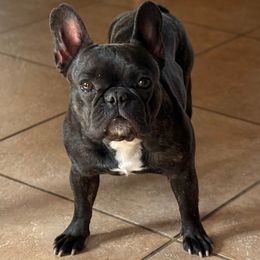 Ruby - Brindle female French Bulldog puppy in Billings, Montana from Yellowstone Frenchies