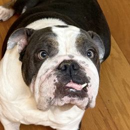 Sophie - Bulldog