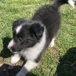 Violet - Black and white female Shetland Sheepdog puppy in Commiskey, Indiana from Windy Haven Farm