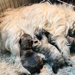 Cairn Terriers from Scotch Broom