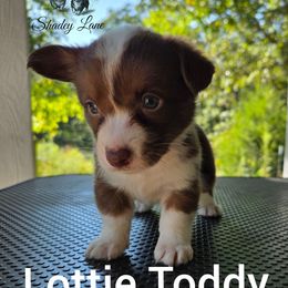 Lottie - Liver and white female Cardigan Welsh Corgi puppy in Bland, Missouri from Shadey Lane Corgis