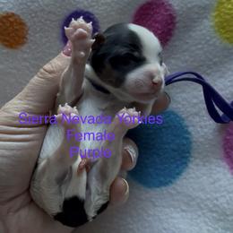 Purple - Parti female Yorkshire Terrier puppy in South Lake Tahoe, California from Sierra Nevada Yorkies