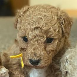 Junior - Cream male Poodle puppy in Utica, Ohio from Poodle Me Crazy