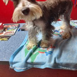 Remi - Miniature Schnauzer