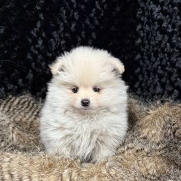Dallas - White male Pomeranian puppy in Greenville, Georgia from Breezy Hill Poms