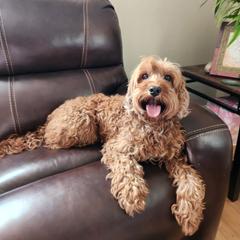 Keya - Australian Labradoodle