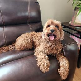 Keya - Australian Labradoodle