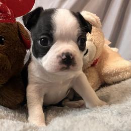 Hailee - Black brindle and white female Boston Terrier puppy in London, Kentucky from Antjie Boston