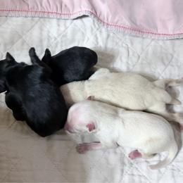 Black female - Black female Schipperke puppy in Wagoner, Oklahoma from Melissa Davis