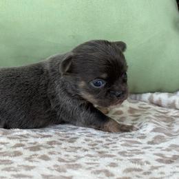 Mabel - Blue and white female Chihuahua puppy in Beckemeyer, Illinois from Guardian’s of the Chihuahuas