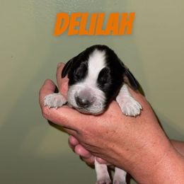 Delilah - Tri-Roan female English Springer Spaniel puppy in Williston, Florida from Parks Paradise Springers