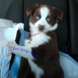 Miniature Australian Shepherd, Shih Tzu, and Toy Australian Shepherd Puppies from River Springs Aussies