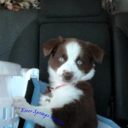 Miniature Australian Shepherd, Shih Tzu, and Toy Australian Shepherd Puppies from River Springs Aussies