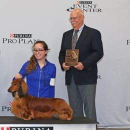 Dachshunds from Boombay