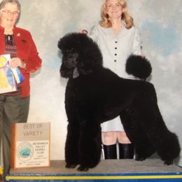 Poodle All Grown Up from Ann Fischer