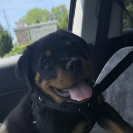 Boy 4 - male Rottweiler puppy in Burlington, Kentucky from vom Blaurasen Rottweilers