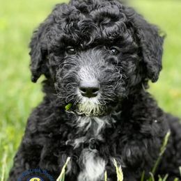 Bernedoodles and Sheepadoodles from Serenity Creek Doodles