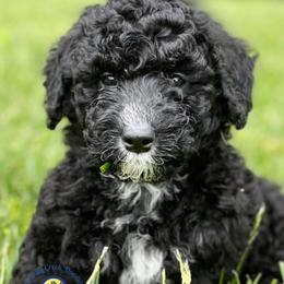 Bernedoodles and Sheepadoodles from Serenity Creek Doodles