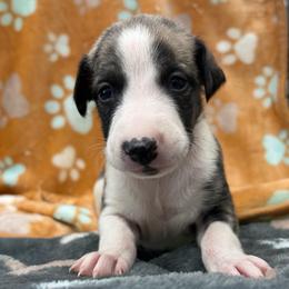 Banjo - White and fawn brindle male Whippet puppy in West Plains, Missouri from Sycamore Ridge Puppies