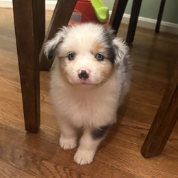 Australian Shepherd puppies from Bluegrass Australian Shepherds