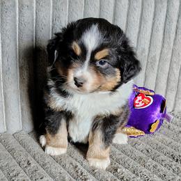 Jameson - Black tri male Miniature American Shepherd puppy in Goldendale, Washington from Amulet Charm